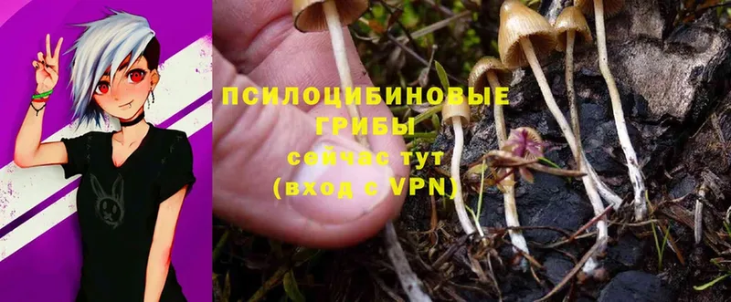 сколько стоит  Алексеевка  Галлюциногенные грибы Psilocybine cubensis 